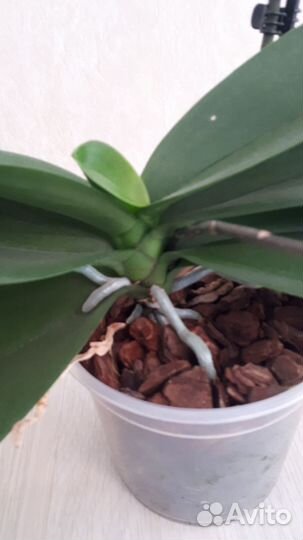 Орхидея фаленопсис Кимано