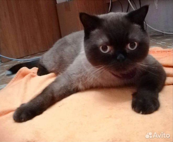 Кот в добрые руки
