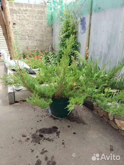 Можжевельник