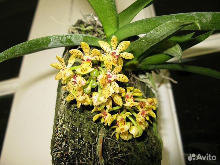 Орхидея. Гастрохилус. Gastrochilus dasypogon