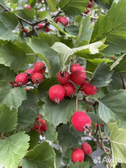 Боярышник плоды