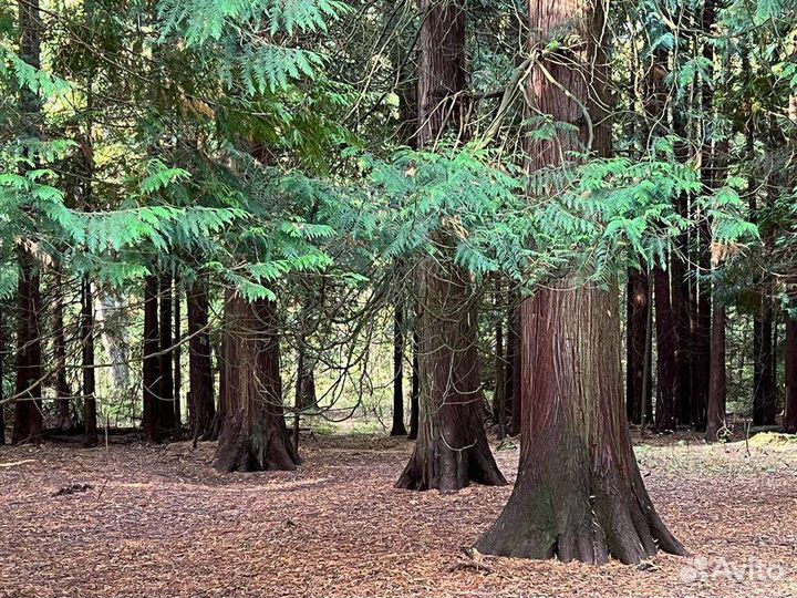 Куршская коса экскурсия