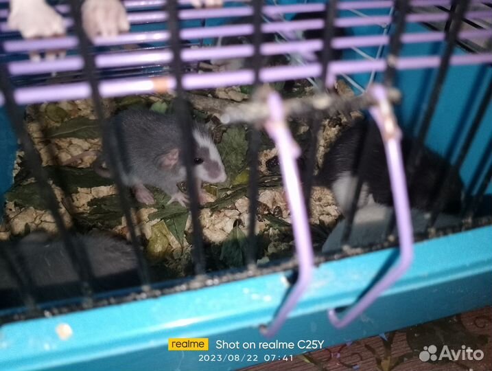 Крыса домашняя