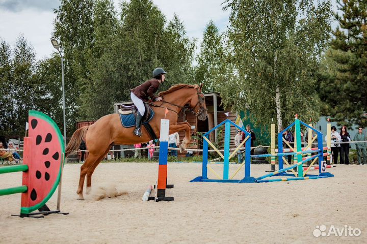 Донской мерин 2013г.р