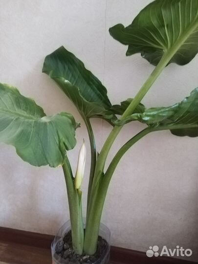 Эфиопская калла белая,есть цветущая в наличии