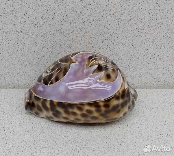 Ципрея роза 9,3 морской сувенир подарок