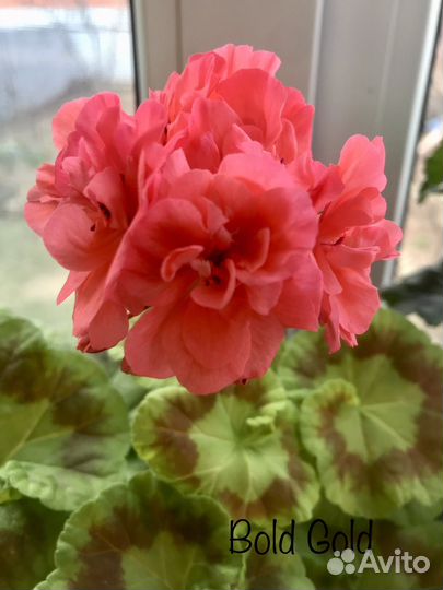 Пеларгонии сортовые