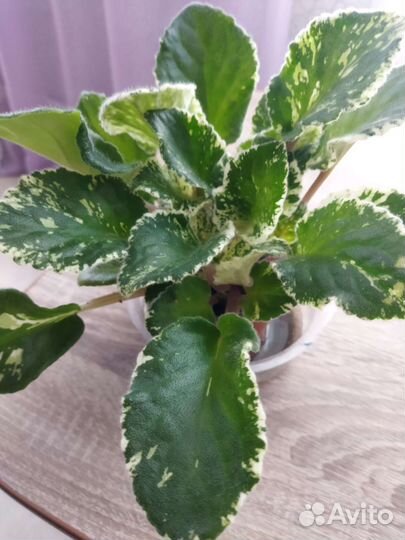 Цветы фиалки