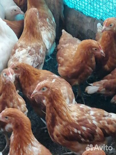 Индюшата. Цесарки, Бройлеры