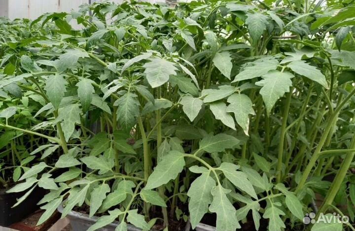 Рассада помидоров томатов