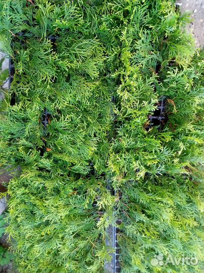 Туя смарагд