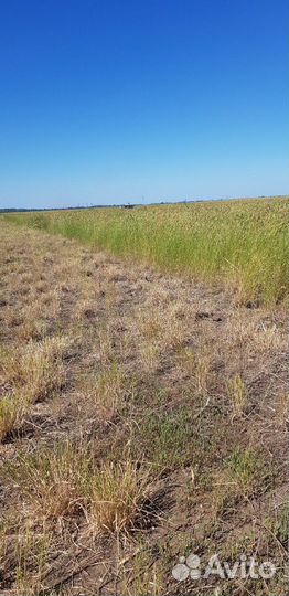 Сено в рулонах