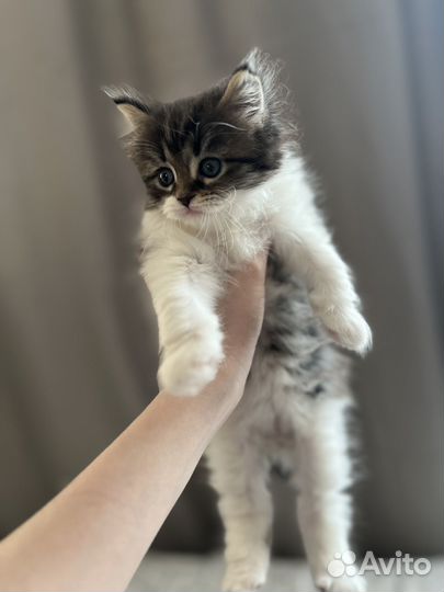 Котенок мейн-кун