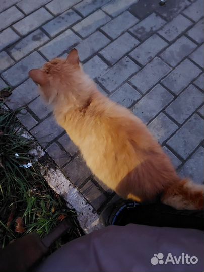 Кот в добрые руки