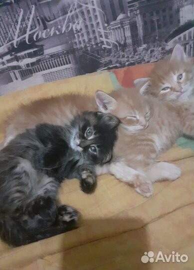 Котята в добрые руки