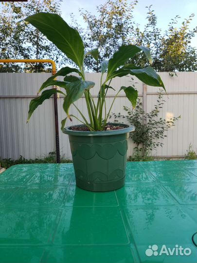 Спатифиллум