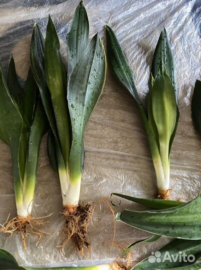 Санса блэк даймонд, Ханни крео, замиакулькас Зензи