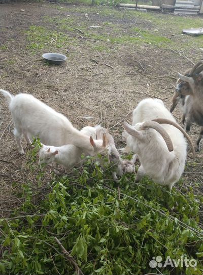 Зааненские козы и Козлята