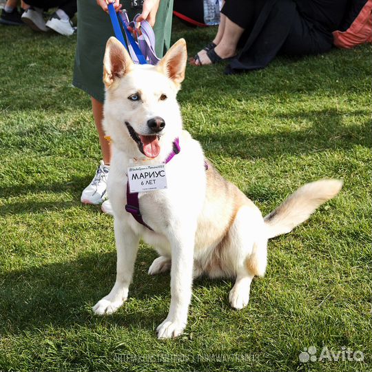 Метис Хаски в добрые руки