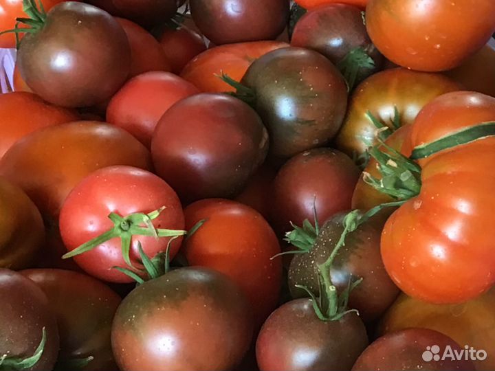 Помидоры