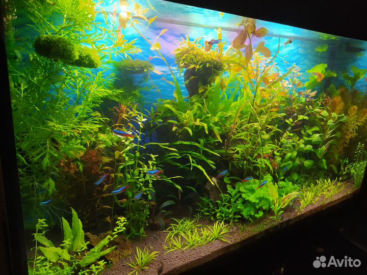 Глина питательная,Риччия