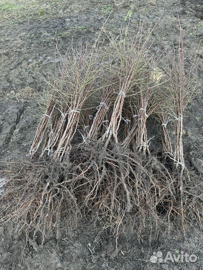 Миндаль саженцы