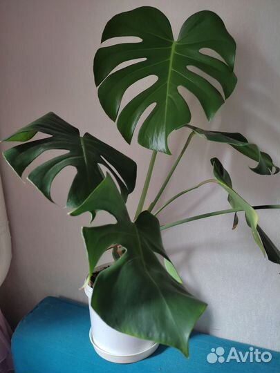 Монстера манки