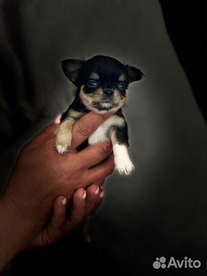Щенки чихуахуа мини