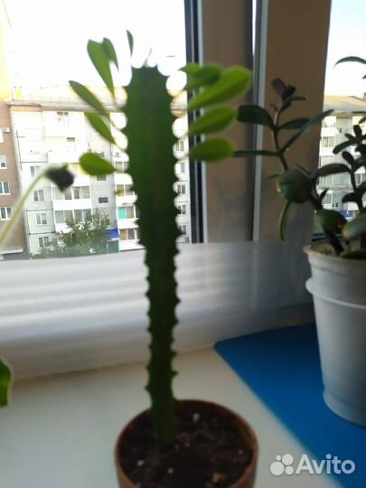 Молочай трехгранный