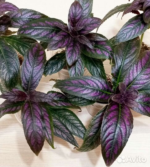 Стробилантес Дайера, гинура вариегатная