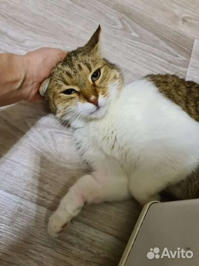 Кот Василий в добрый дом