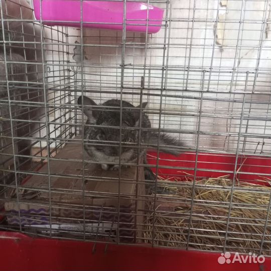 Шиншилла