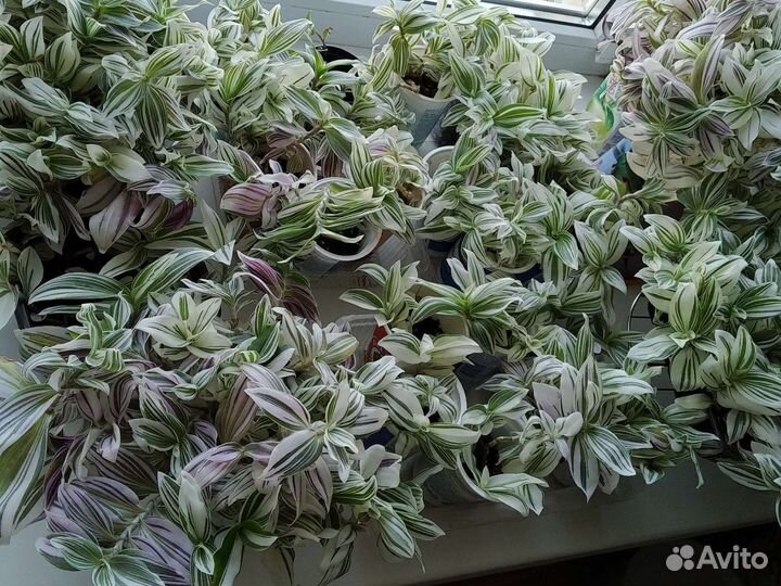 Комнатные растения