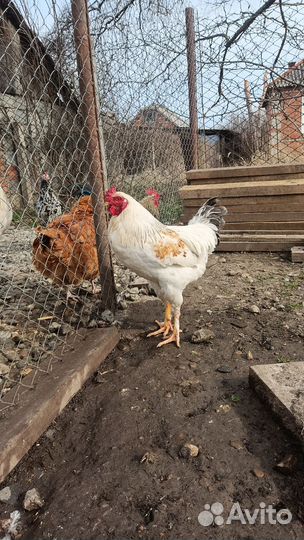Молодые петухи