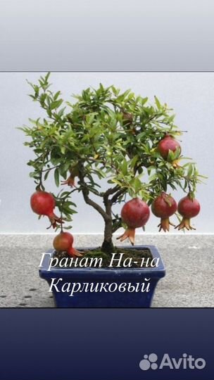 Гранат комнатный, гранатник