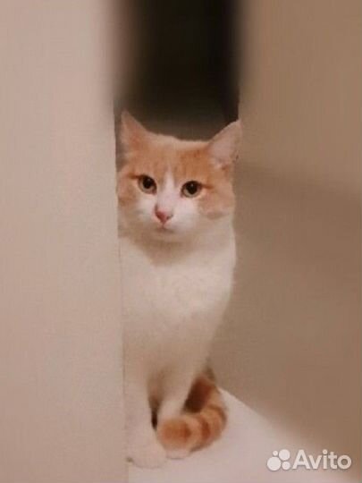 Котик Персик ищет дом
