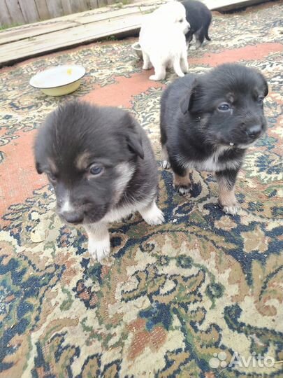 Отдам щенков в добрые руки бесплатно