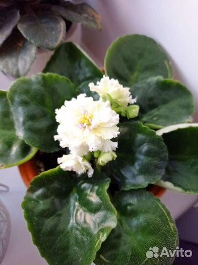 Фиалка сортовая