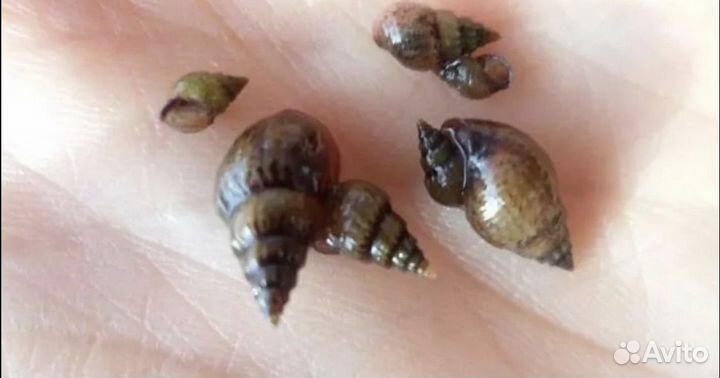 Улитка Мелания Granifera