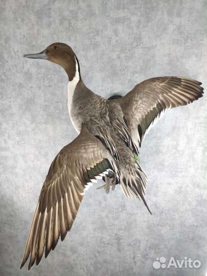 Чучело утки шилохвость