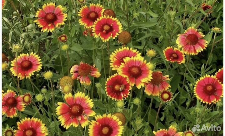Гайлардия цветок садовый