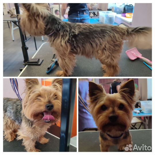 Груминг собак и кошек