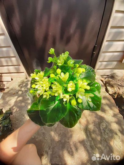 Фиалки сортовые