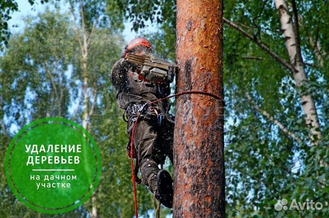 Вырубка, обрезка и удаление деревьев в Коломне