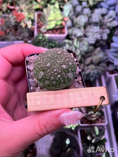 Pseudolithos cubiformis /migiurtinus / псевдолитос