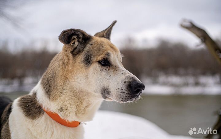 Очаровательный Дарт пес из приюта в добрые руки