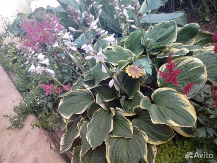 Хоста растение