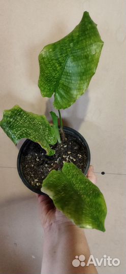Калатея мозаика