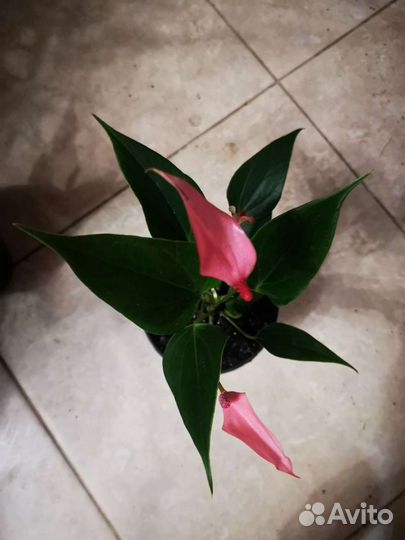 Антуриум карлик, редкий сорт