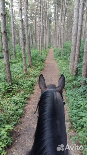 Конные прогулки по сосновому лесу